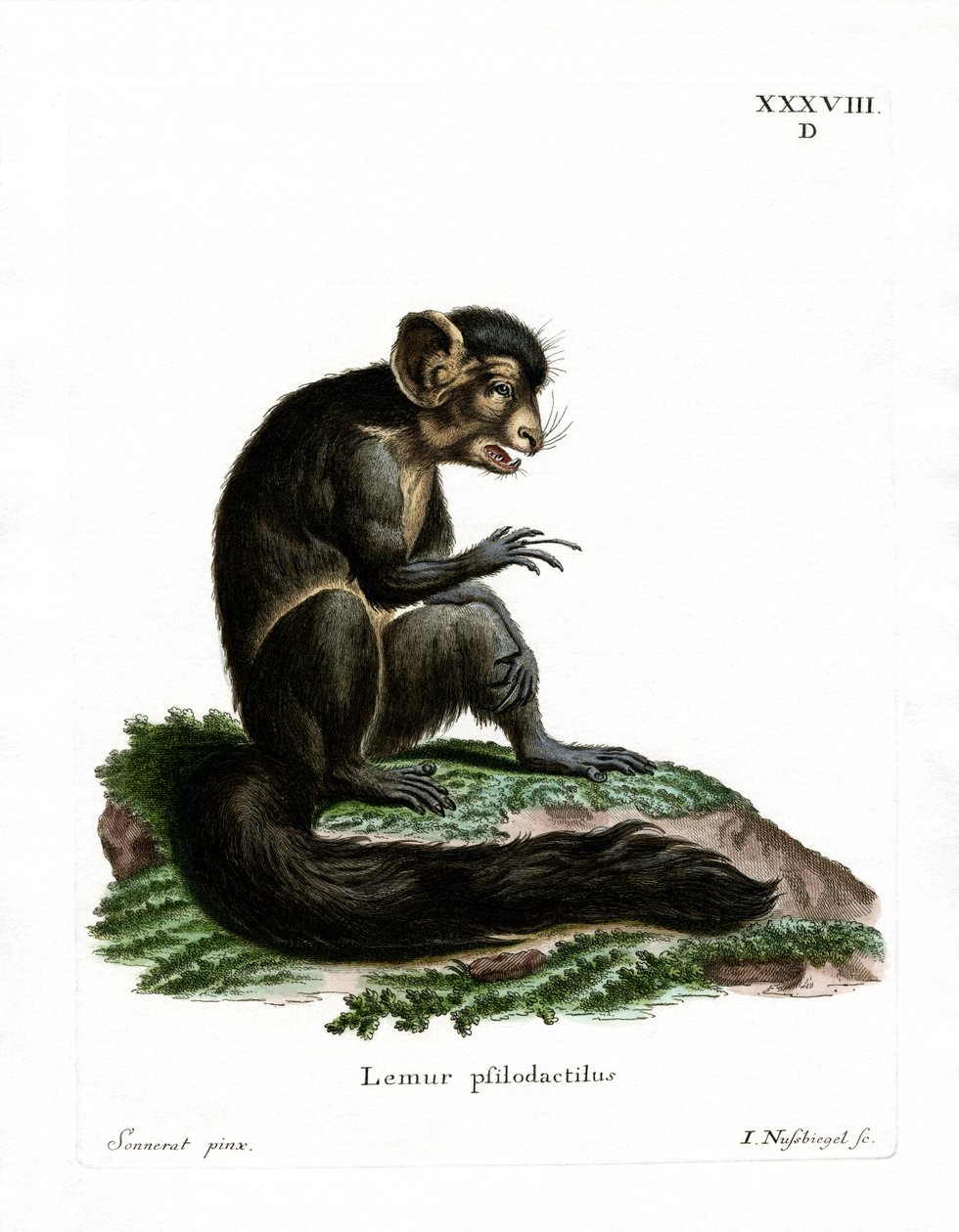 Aye-Aye (barevné rytí) od German School