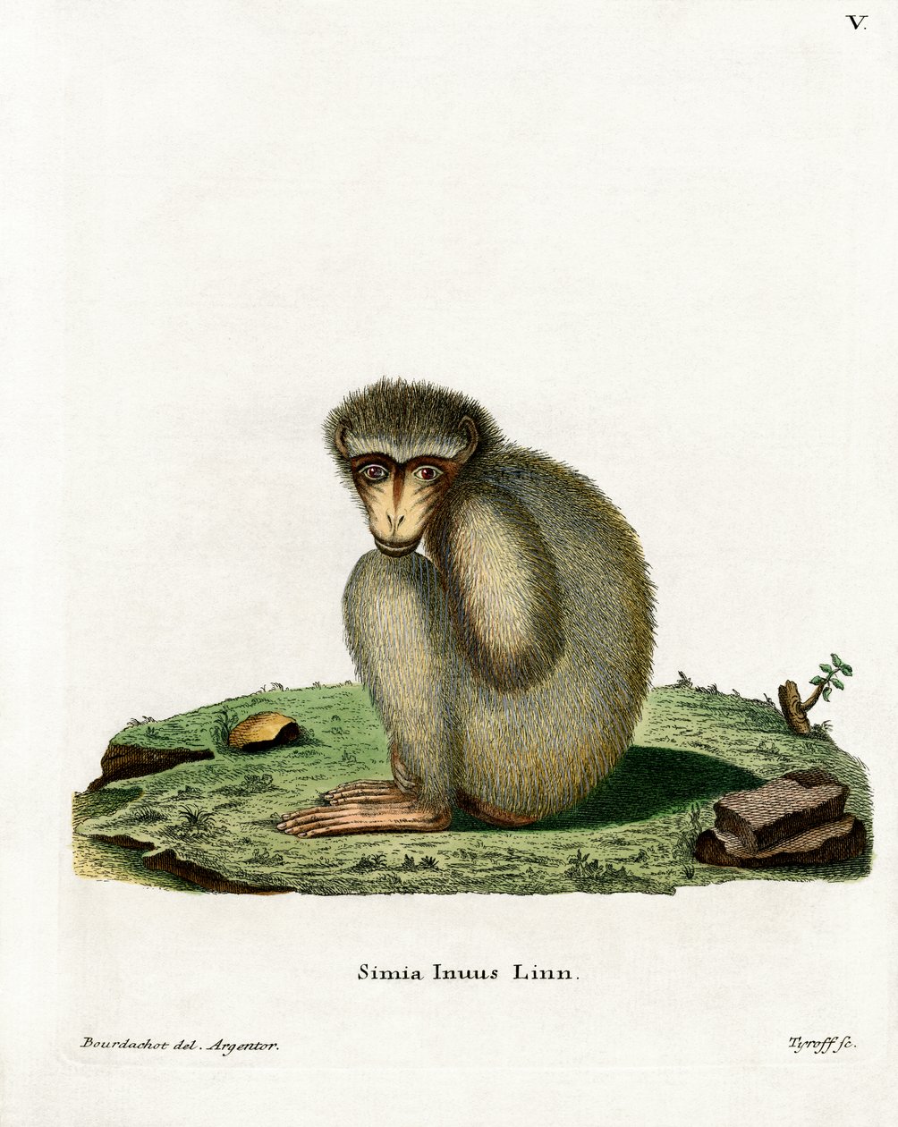 Barbary Ape (barevná rytina) od German School