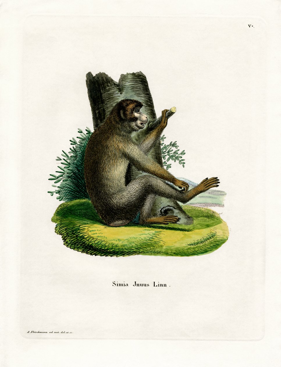 Barbary Ape (barevná rytina) od German School