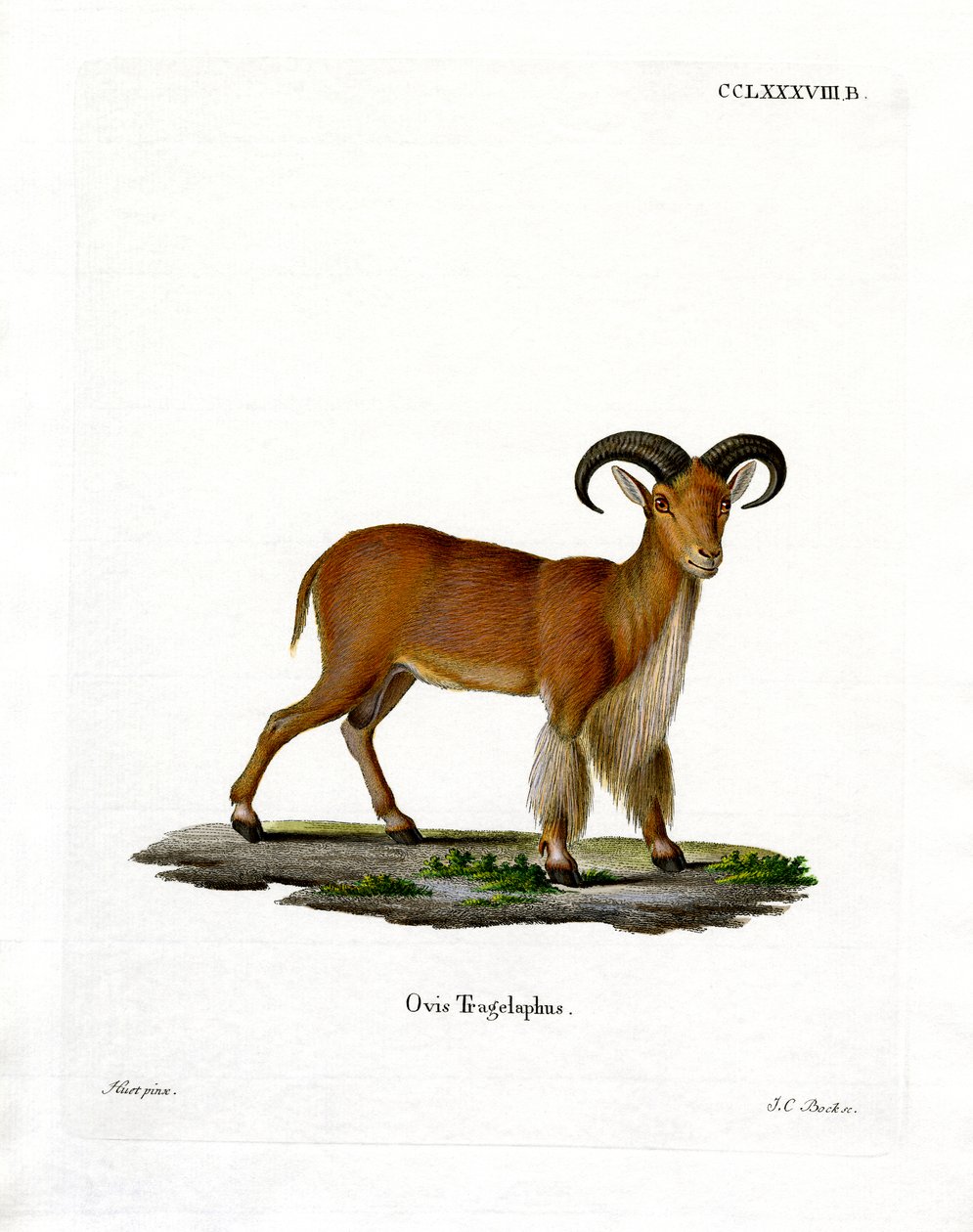 Barbary Sheep (barevná rytina) od German School