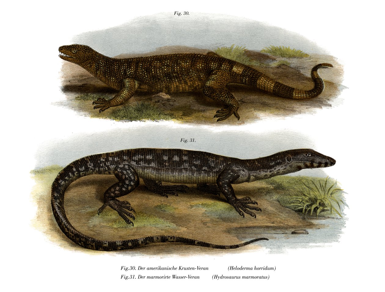 Beaded Lizard (barva lito) od German School