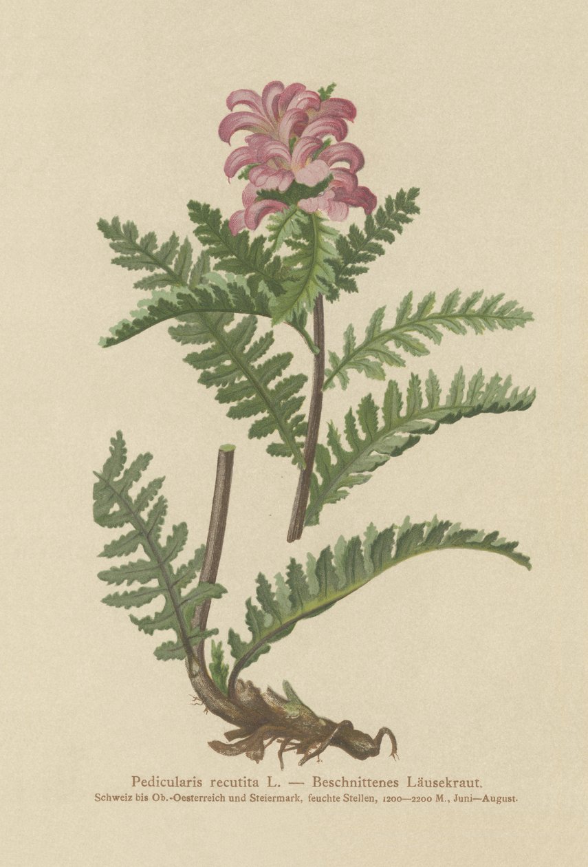 Všivec červená (Pedicularis recutita) od German School
