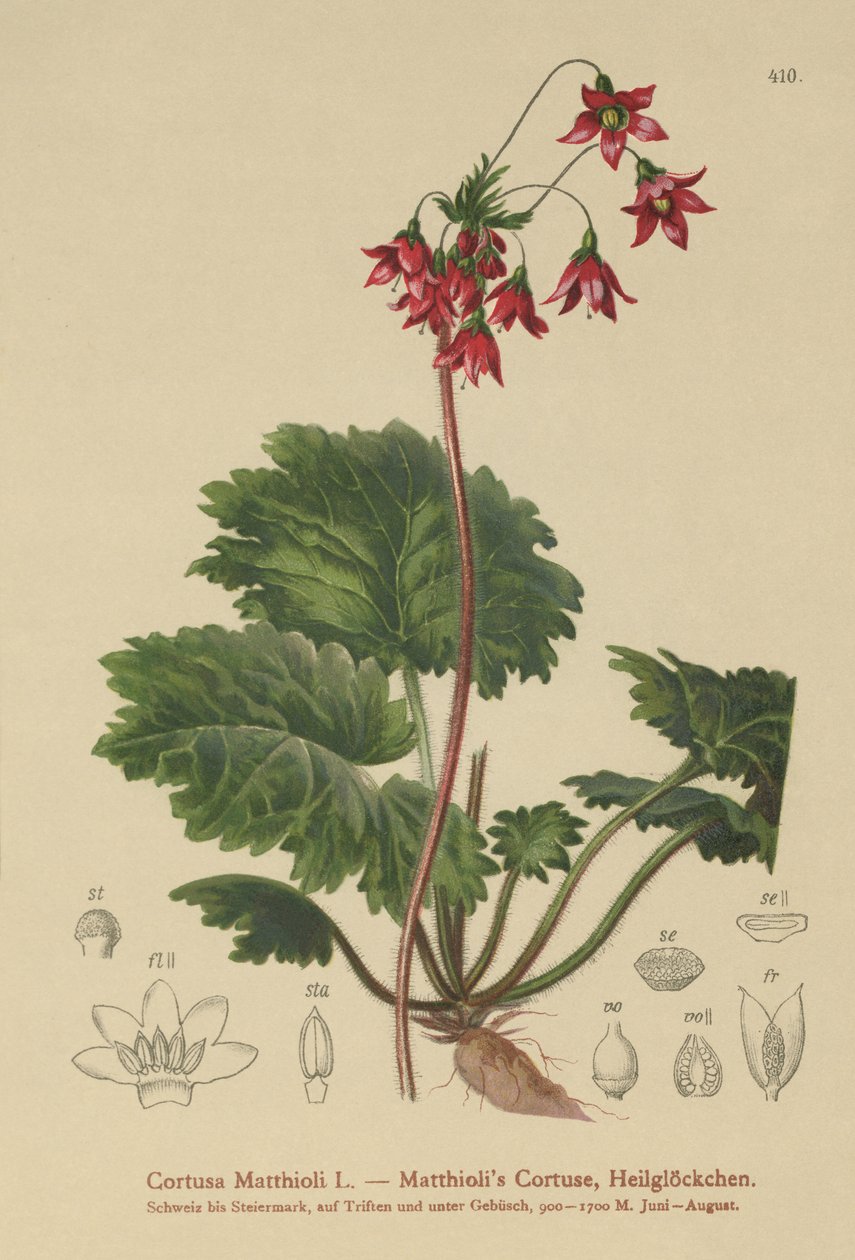 Bears-Ear Sanicle (Cortusa Matthioli) od German School