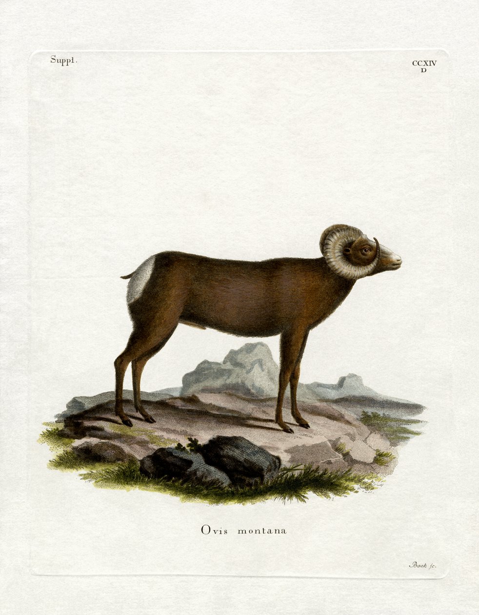 Bighorn ovce (barevné rytí) od German School