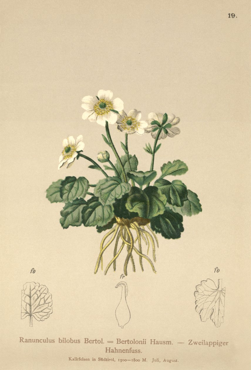 Pryskyřník pravý (Ranunculus bilobus, Ranunculus Bertolonii) od German School