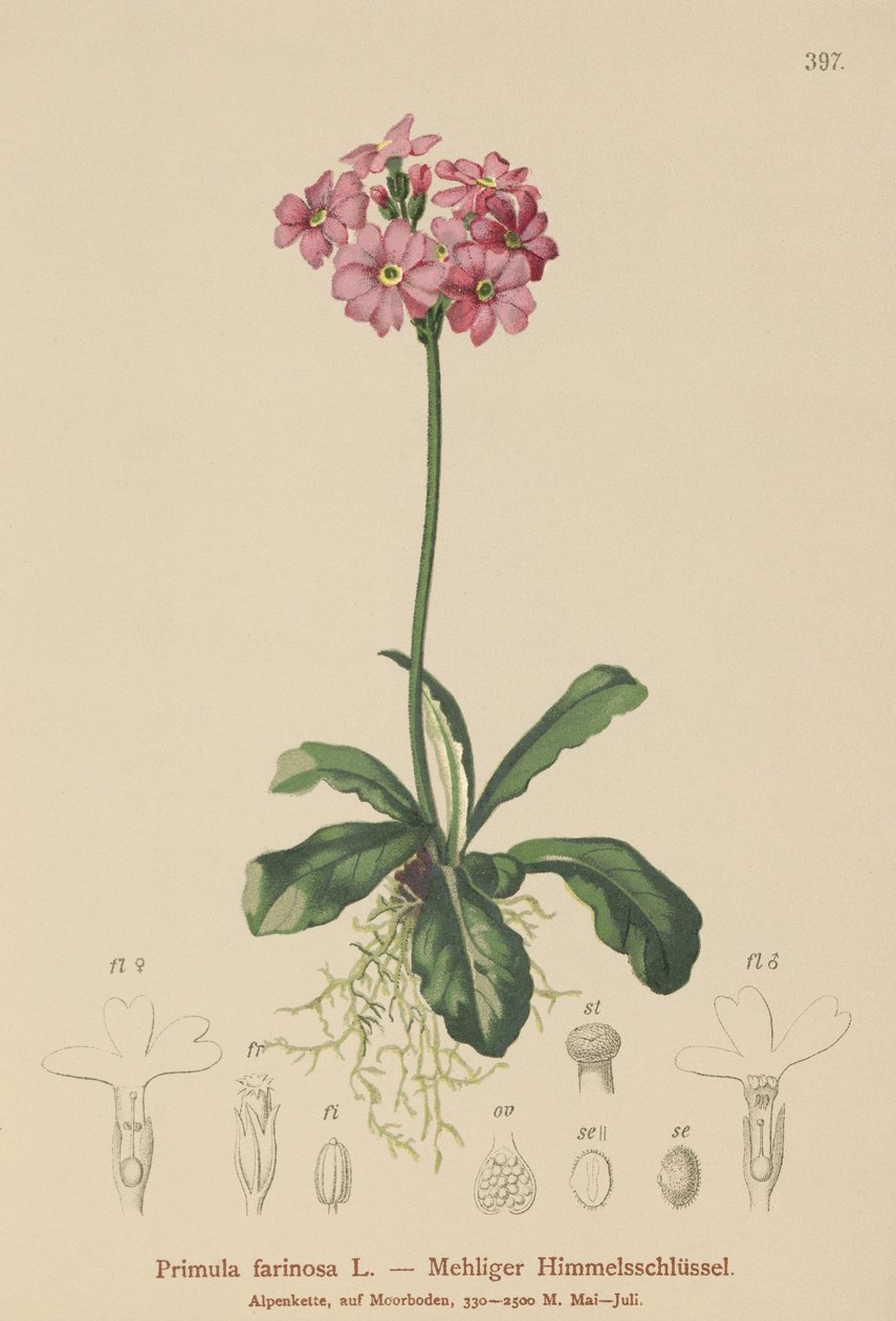 Prvosenka ptačí (Primula farinosa) od German School