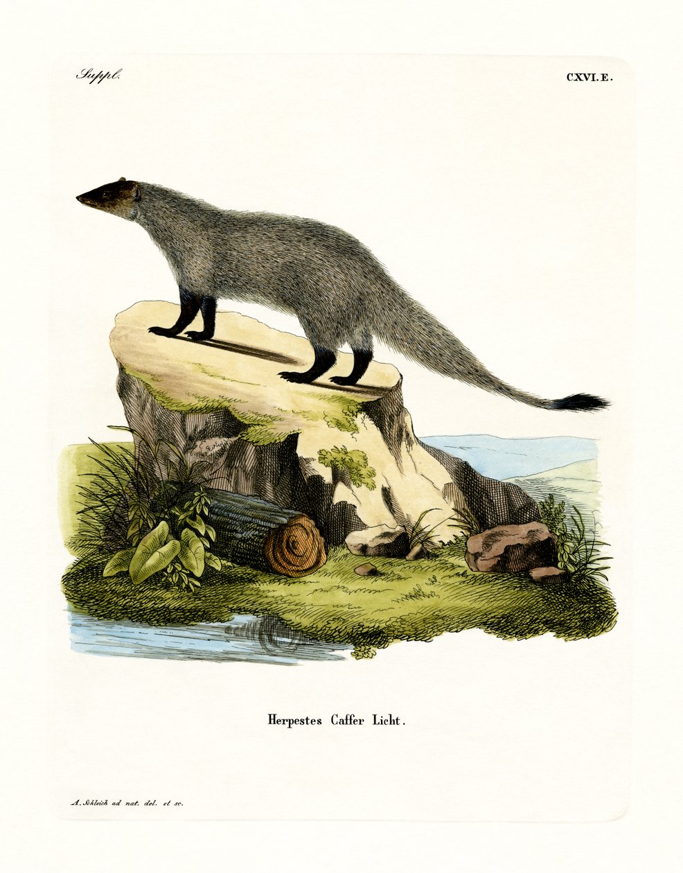 Mongoose černonohá (barevná rytina) od German School