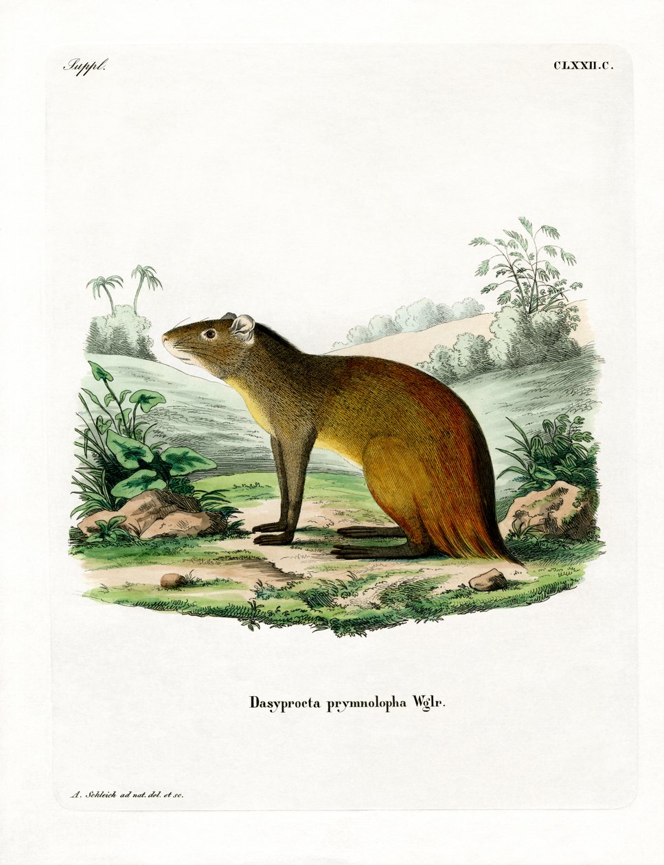 Agouti s černým rumpedem (barevná rytina) od German School