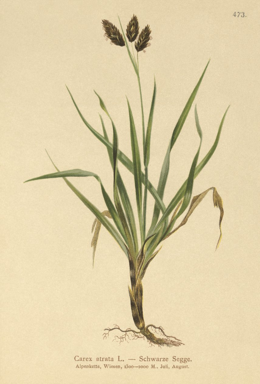 Ostřice alpská (Carex atrata) od German School