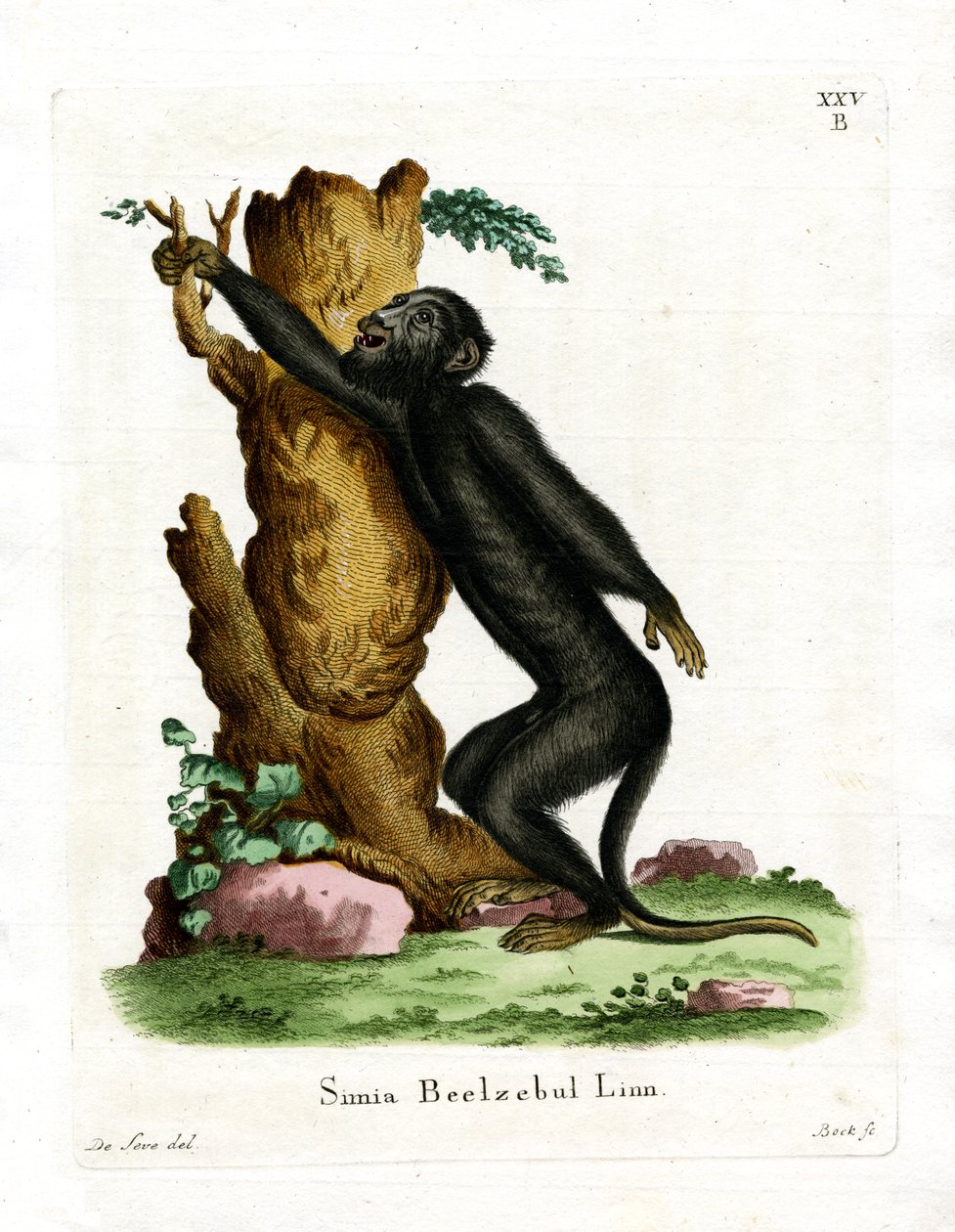 Black Howler (barevná rytina) od German School
