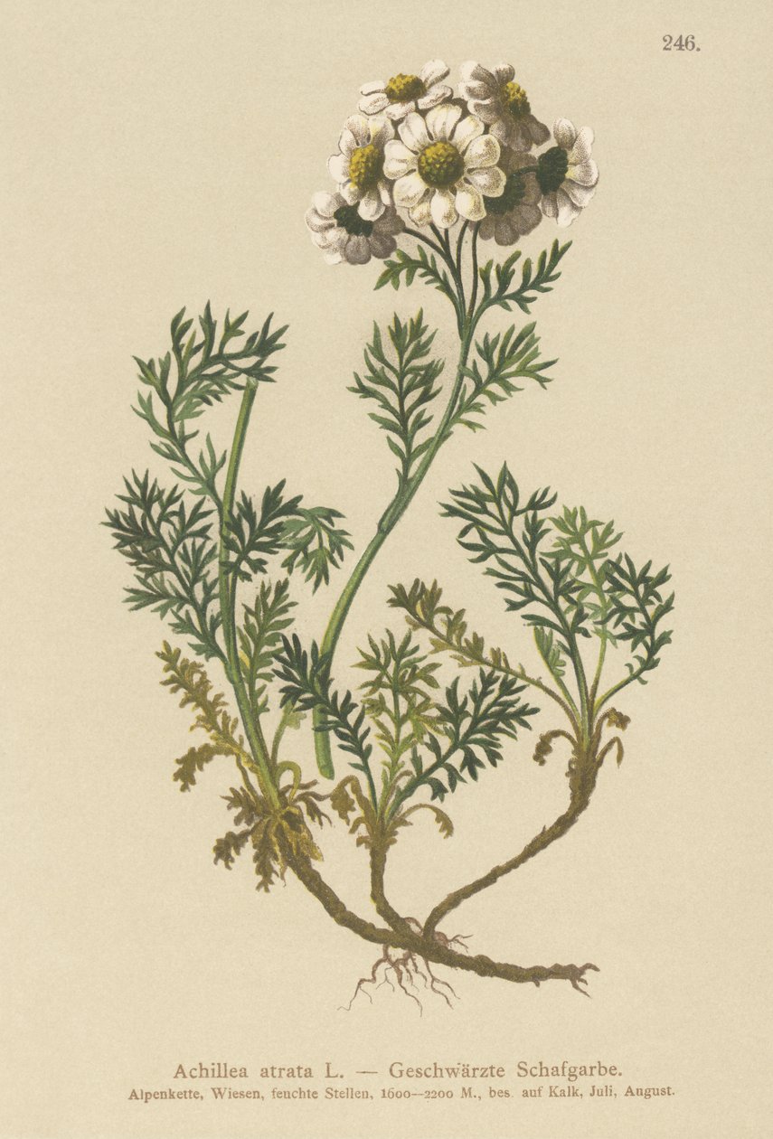 Řebříček černý (Achillea atrata) od German School