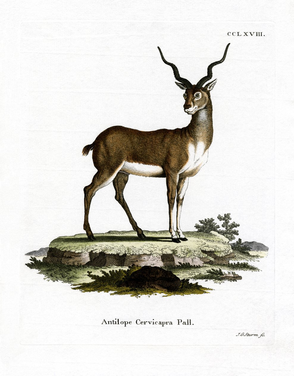 Blackbuck (barevné rytí) od German School