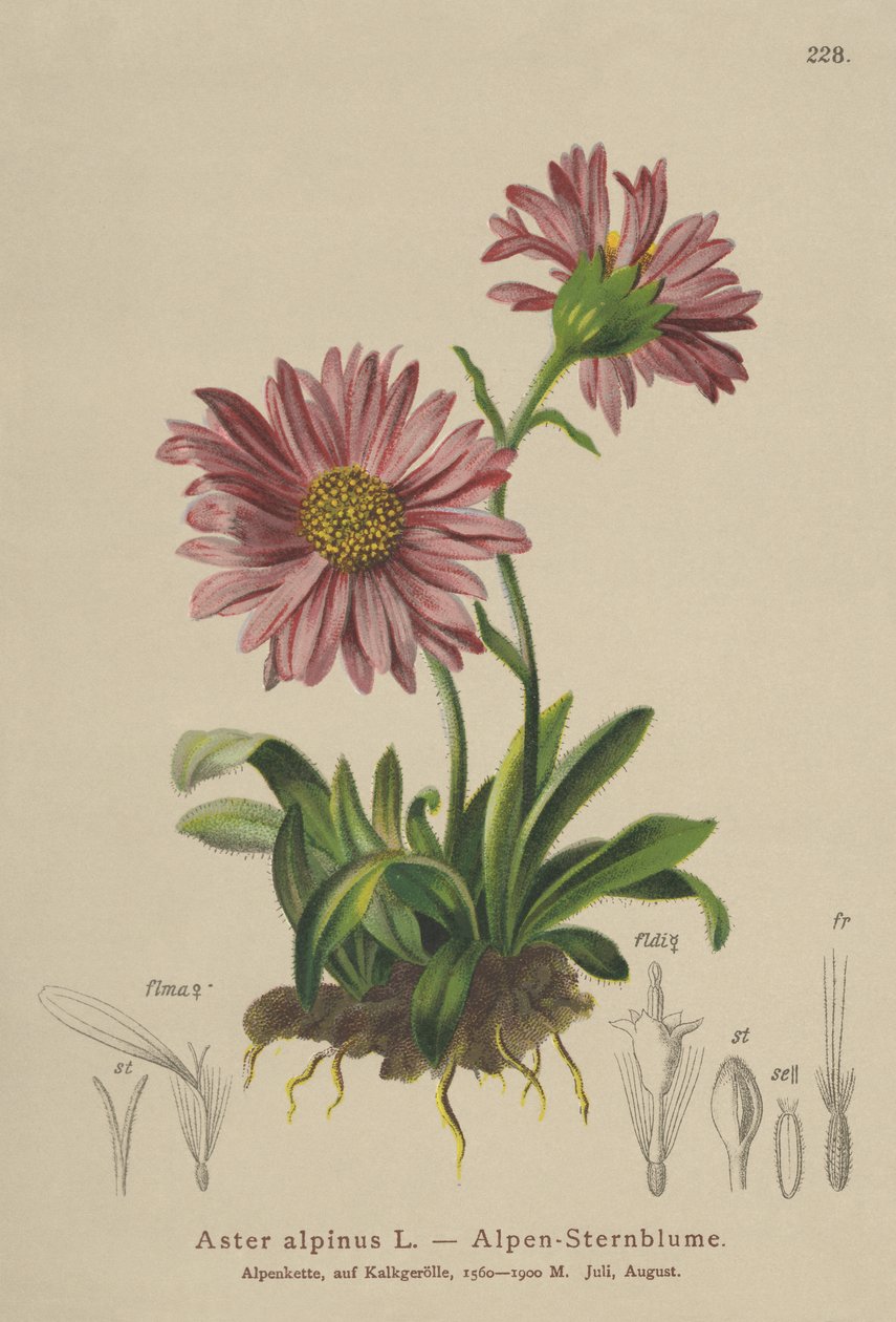 Modrá alpská sedmikráska (Aster alpinus) od German School