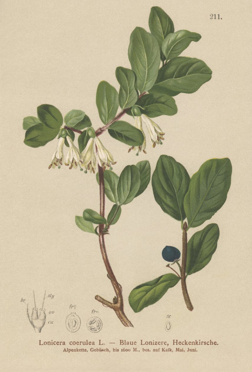 Zimolez modrý (Lonicera caerulea, Lonicera coerulea) od German School