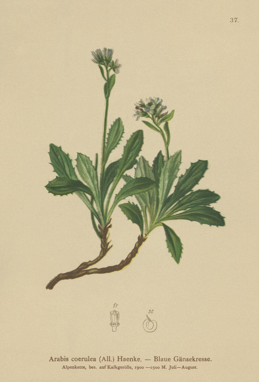 Modrá zední řeřicha (Arabis caerulea, Arabis coerulea) od German School