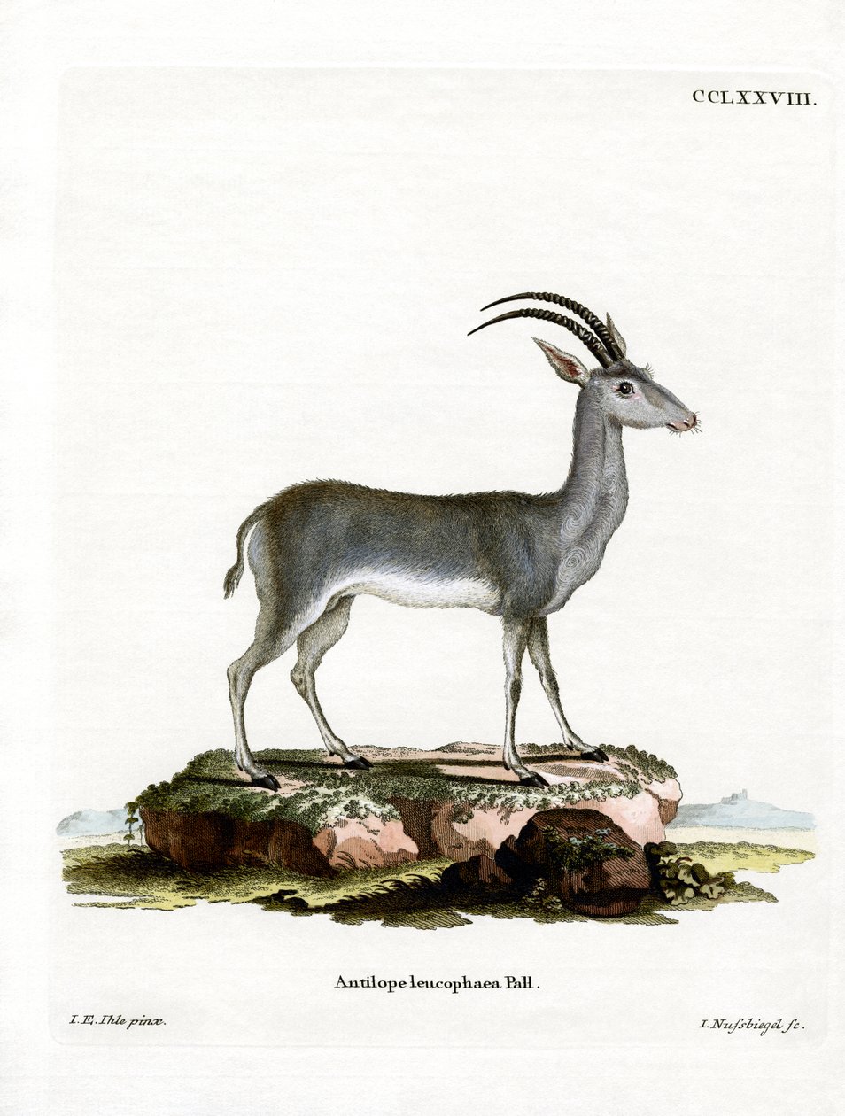Bluebuck od German School