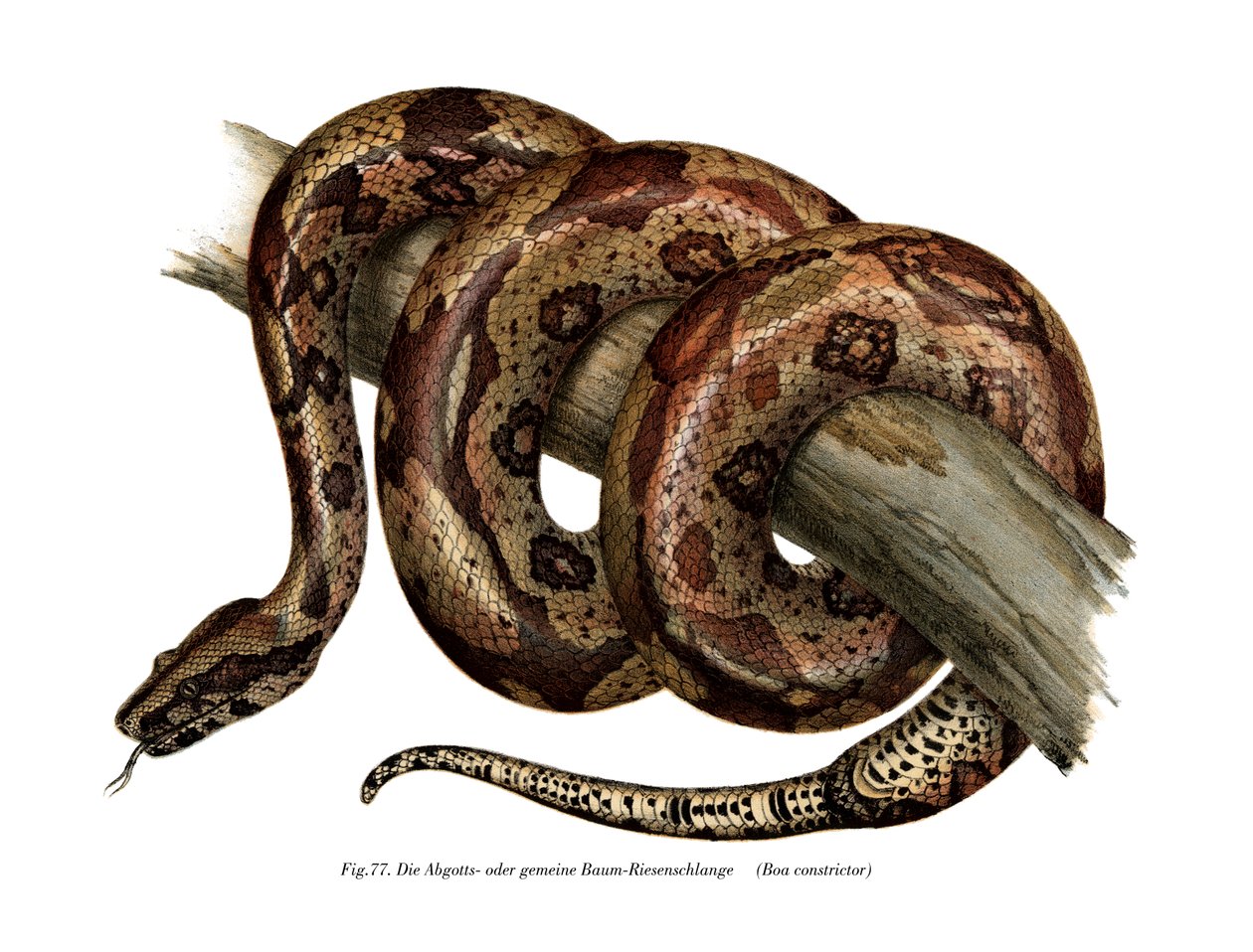 Boa constrictor (barva lito) od German School