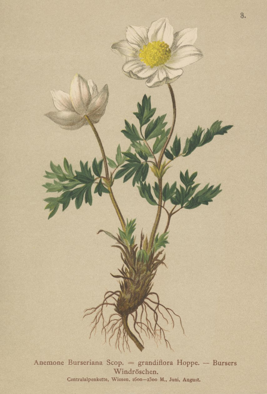 Bursers Anemone (Anemone Burseriana, Anemone grandiflora) od German School