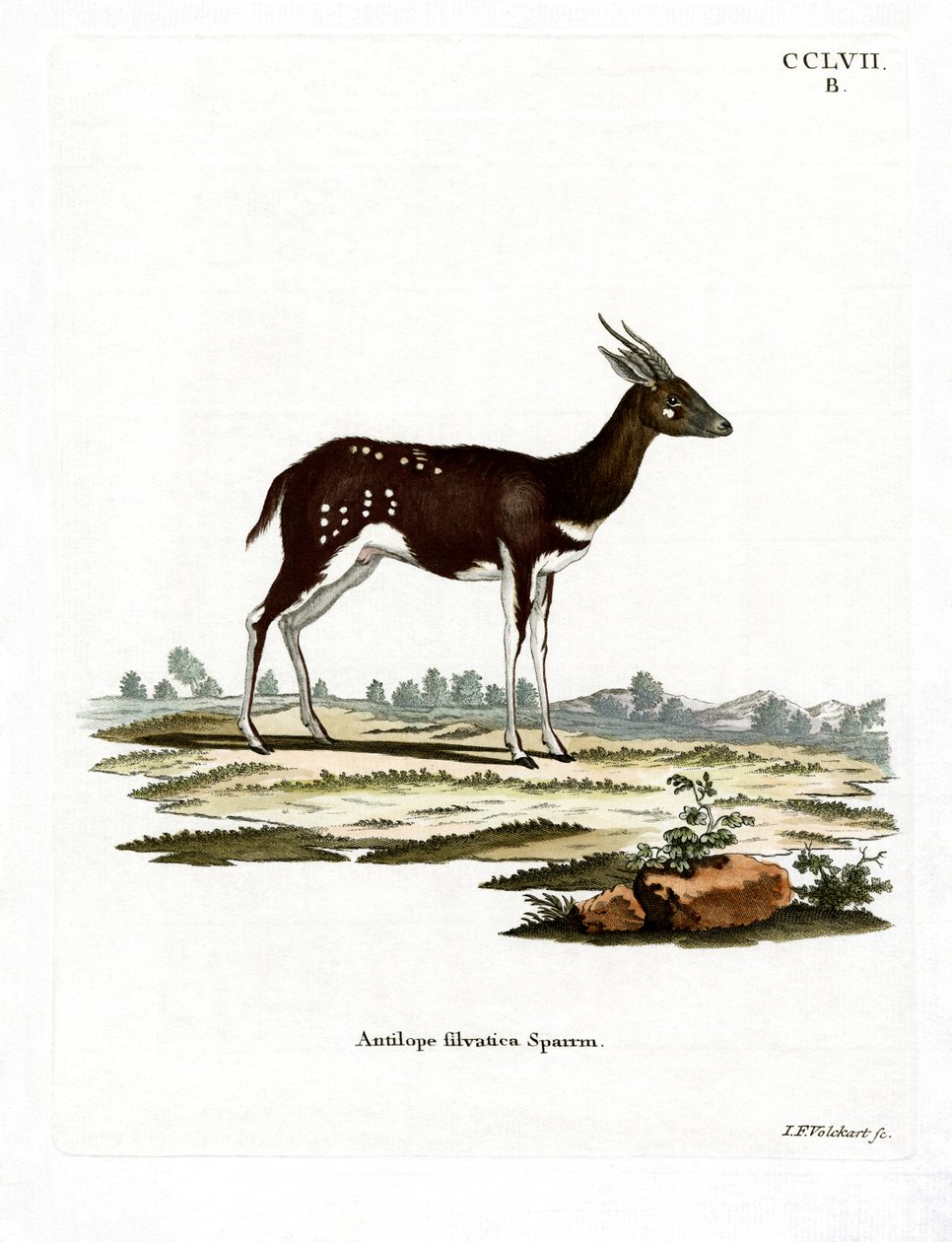 Bushbuck (barevné rytí) od German School