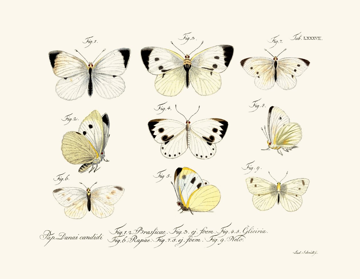 Motýli, 1783-1806 od German School