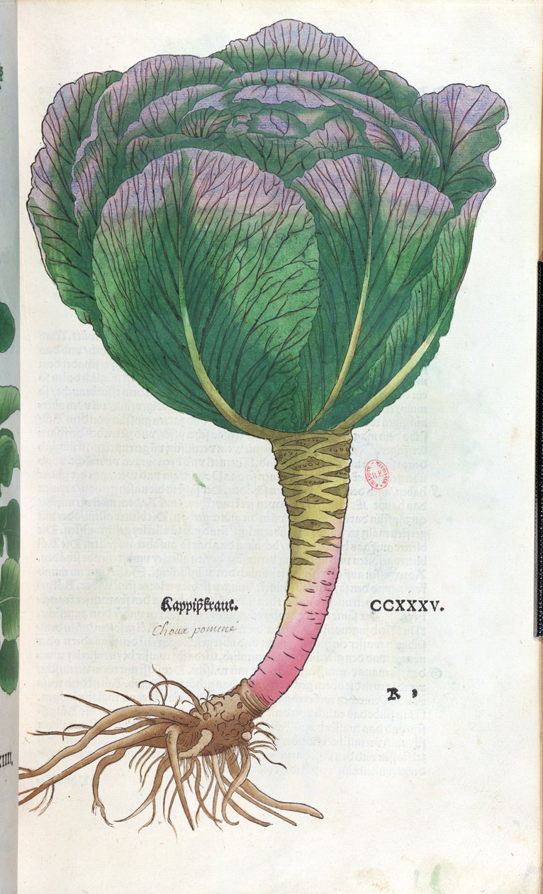 Zelí, botanická deska od German School