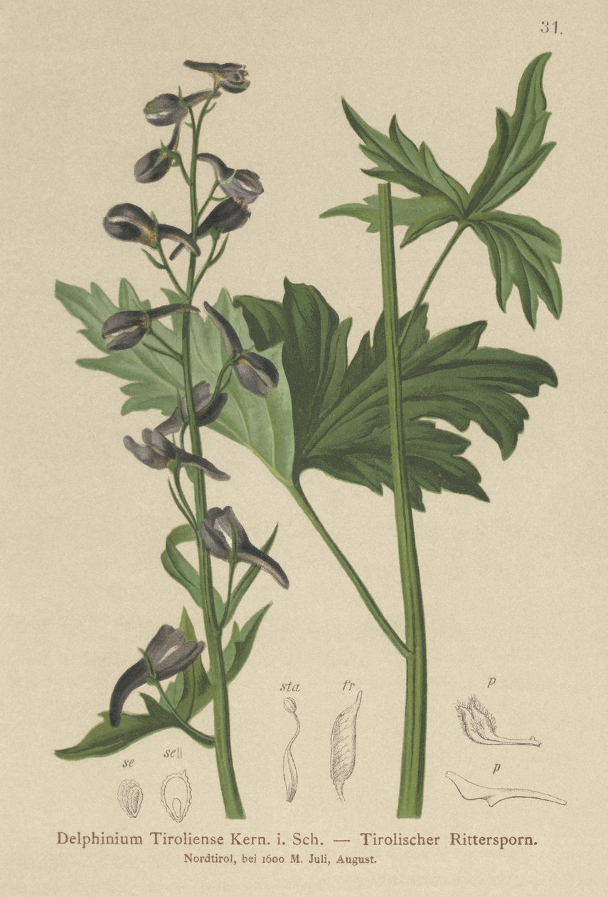 Svíčka Larkspur (Delphinium elatum, Delphinium tiroliense) od German School