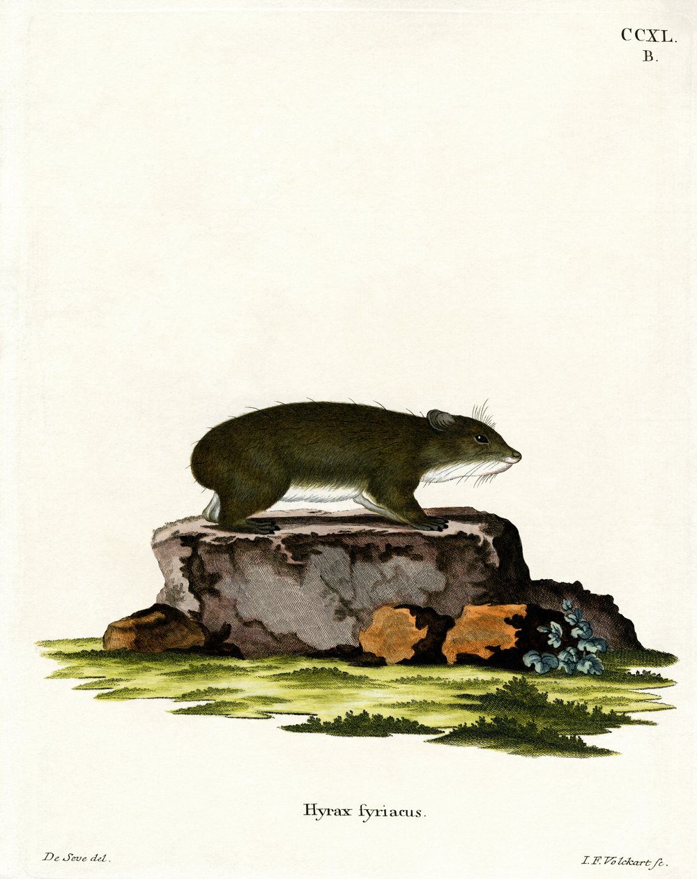 Cape Hyrax (barevná rytina) od German School