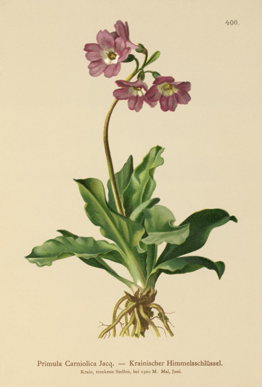 Prvosenka kraňská (Primula Carniolica) od German School