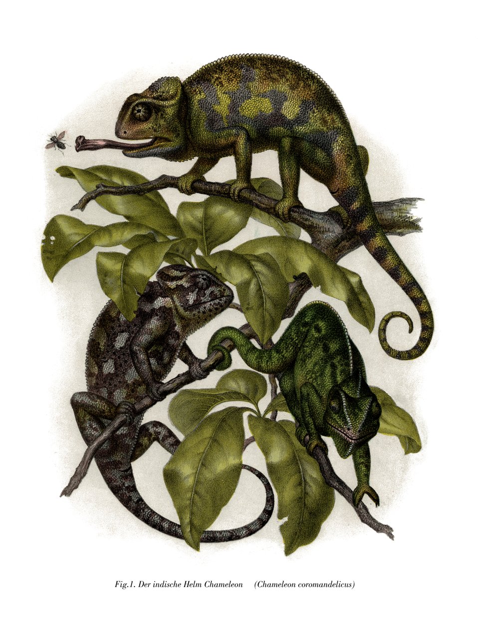 Chameleon (barva litho) od German School