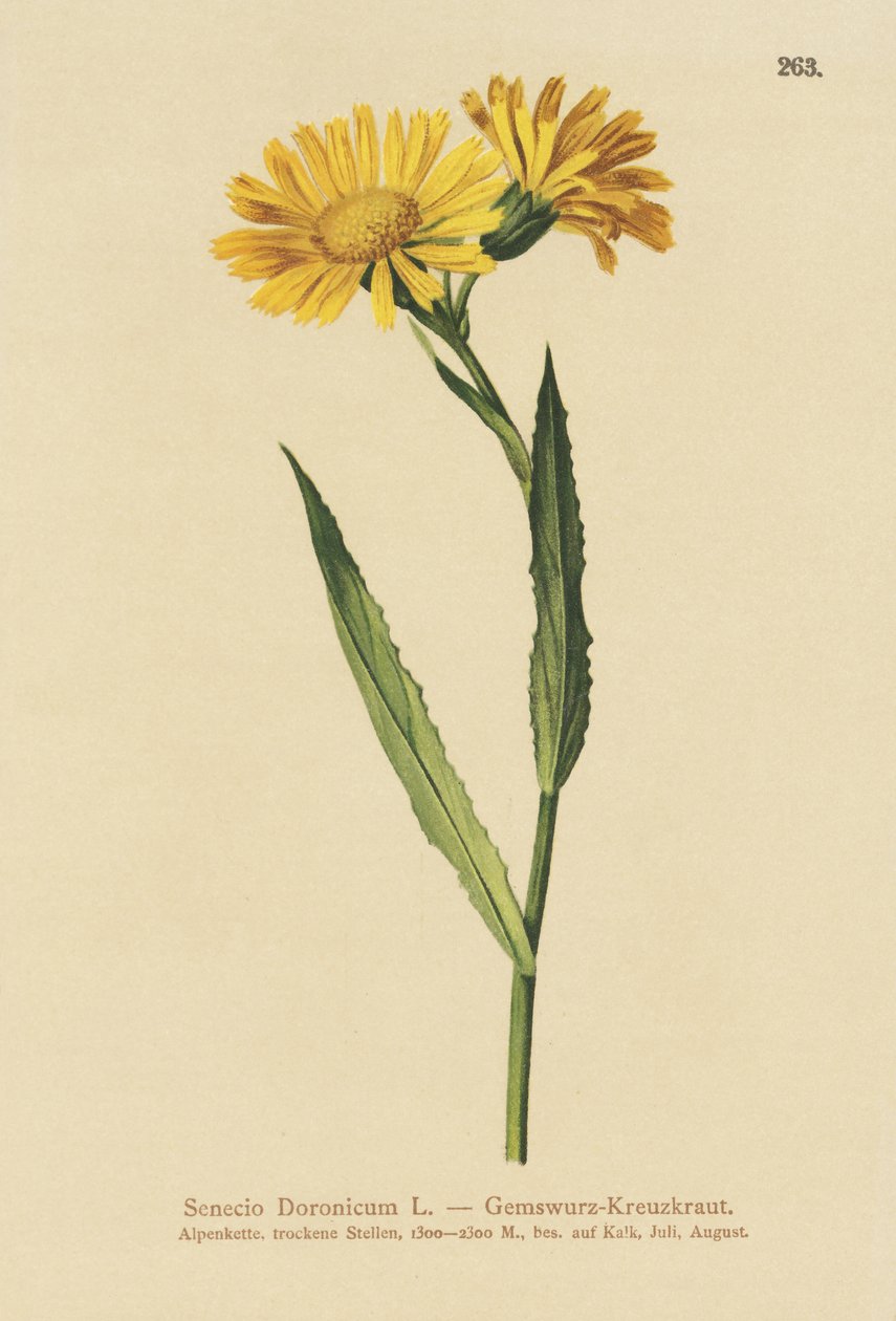 Starček kamzík (Senecio Doronicum) od German School