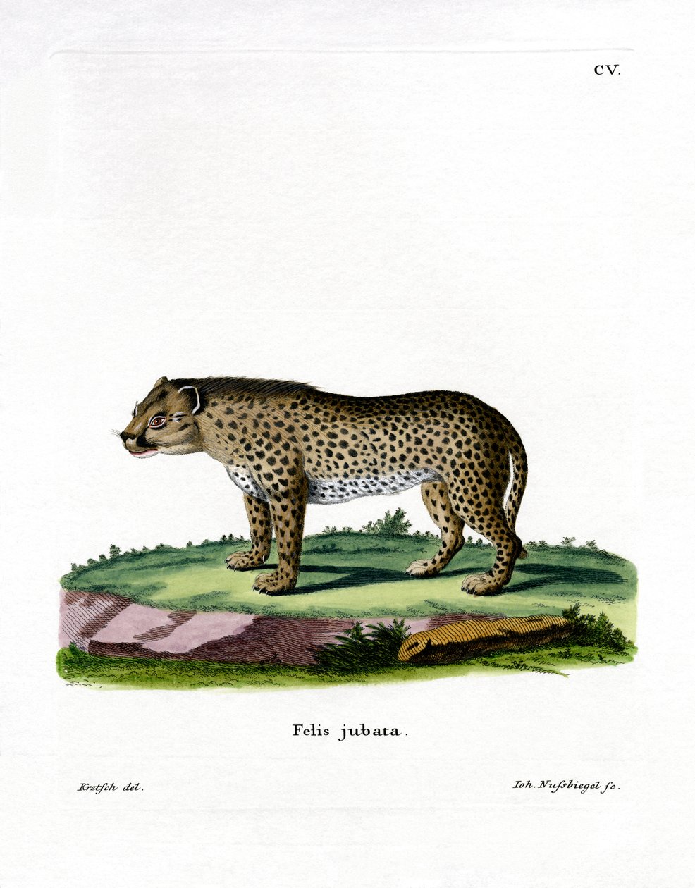 Gepard (barevná rytina) od German School