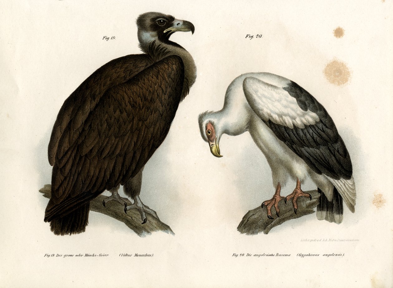 Cinereous Vulture, 1864 od German School
