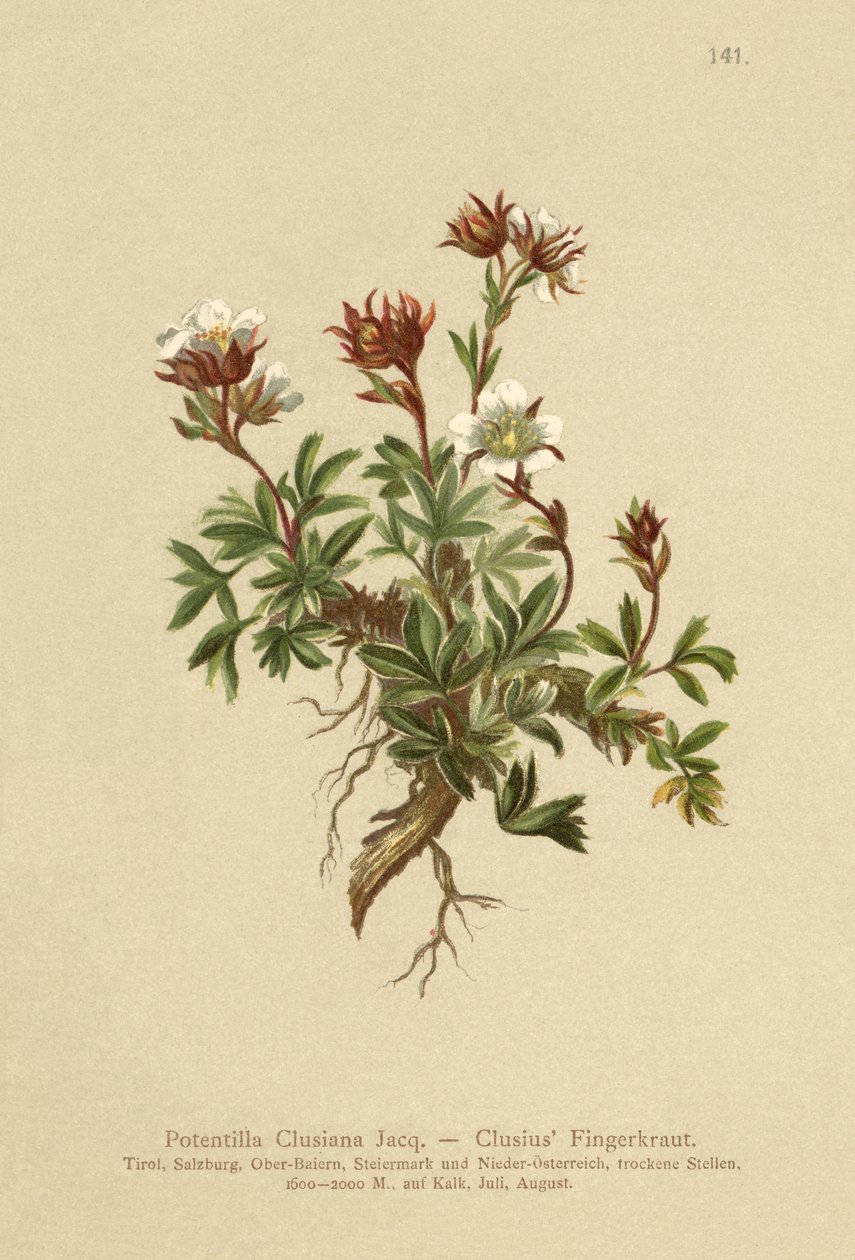 Mochna Clusius (Potentilla Clusiana) od German School