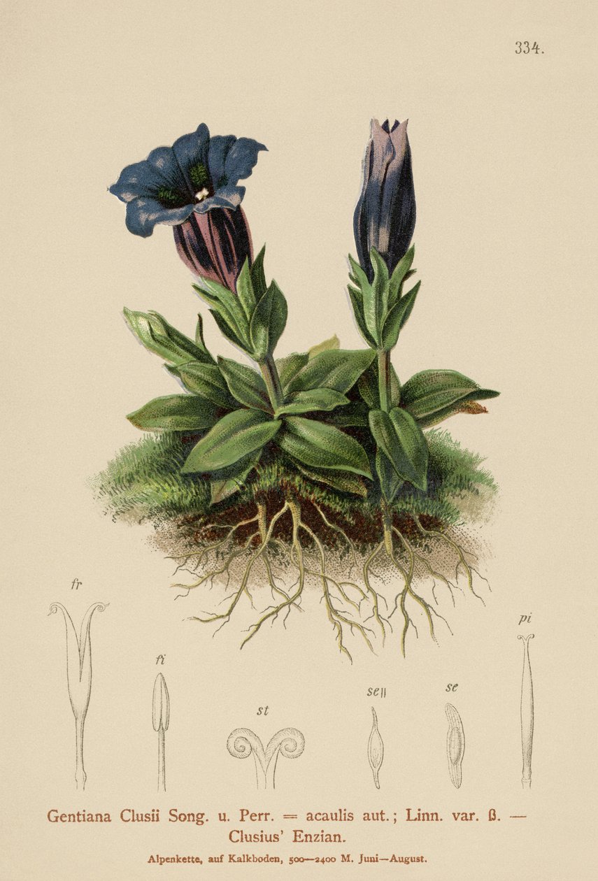 Hořec Clusův (Gentiana Clusii, Gentiana acaulis) od German School