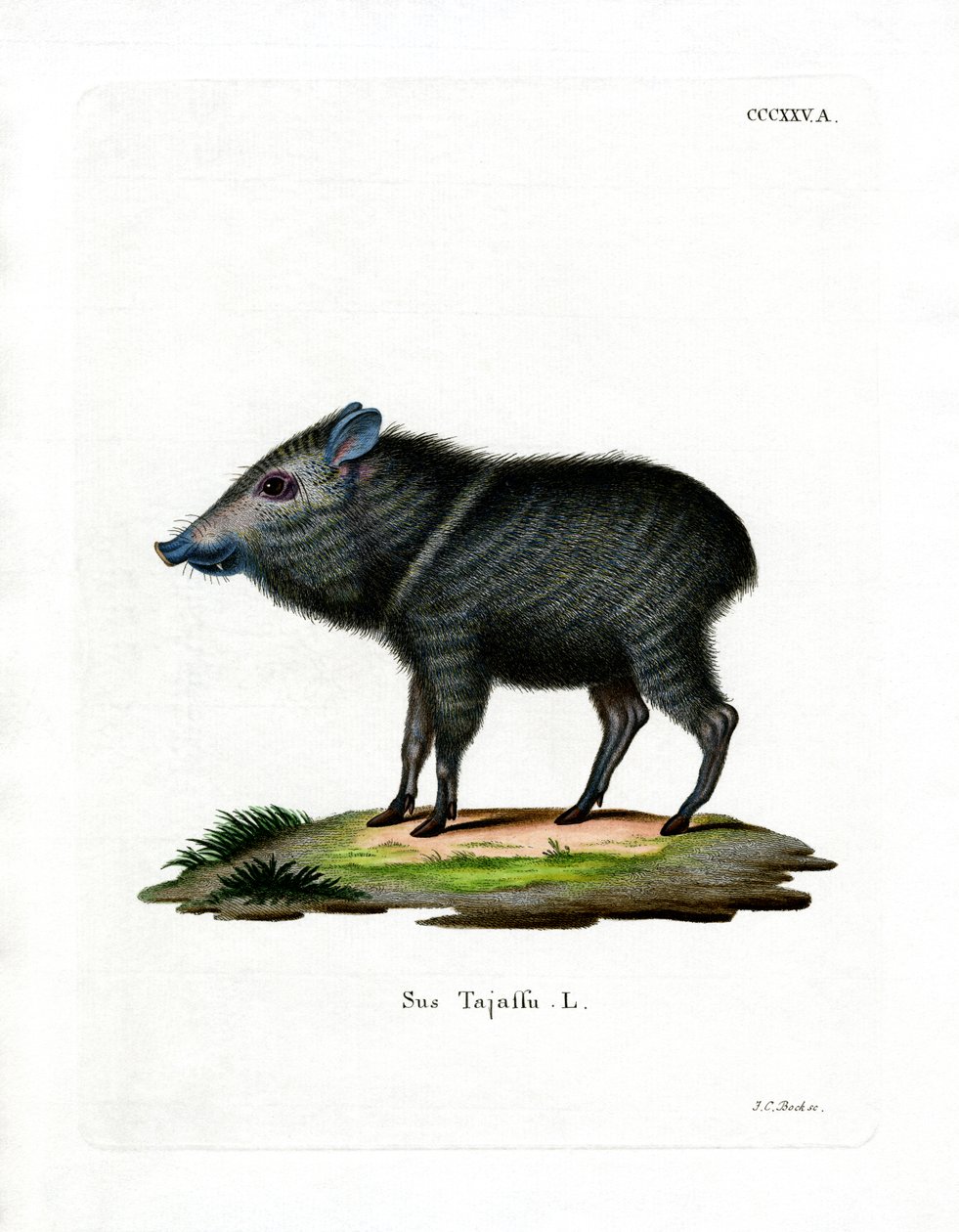 Collared Peccary (barevné rytí) od German School