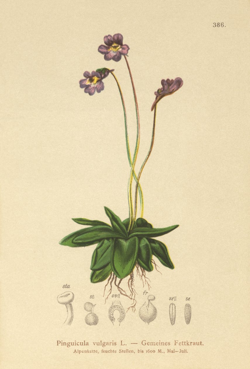 Máselník obecný (Pinguicula vulgaris) od German School