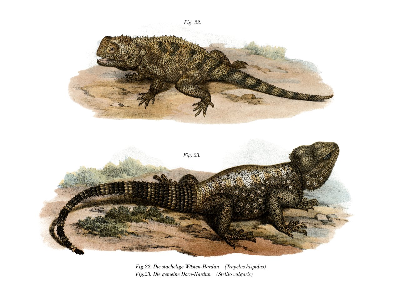 Common Spiny Agama (barevní členové) od German School
