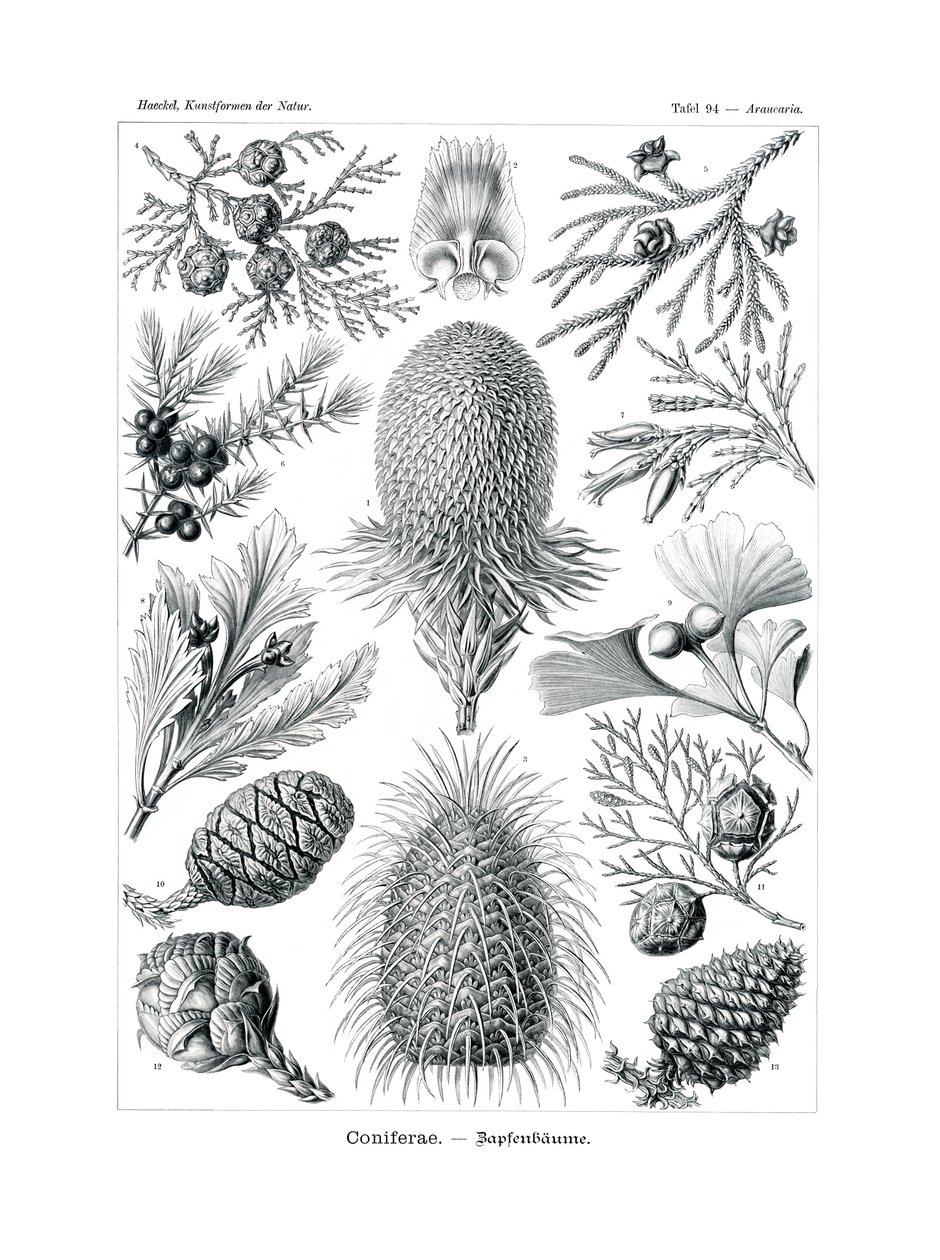 Coniferae, 1899-1904 od German School