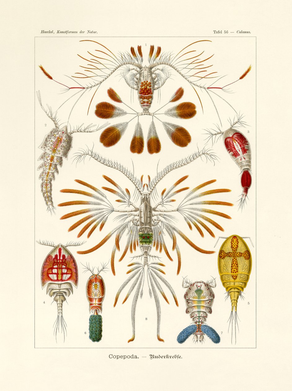 Copepoda, 1899-1904 od German School