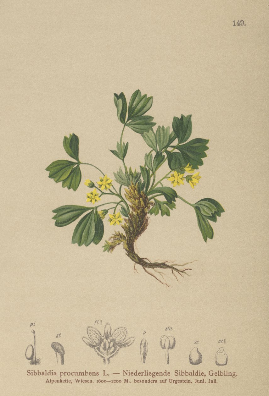 Sibbaldia plazivá (Sibbaldia procumbens) od German School