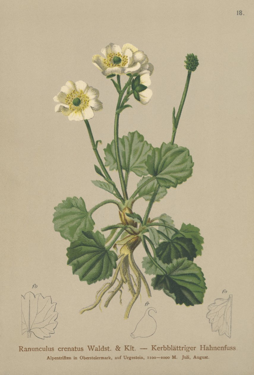 Crowfoot (Ranunculus crenatus) od German School