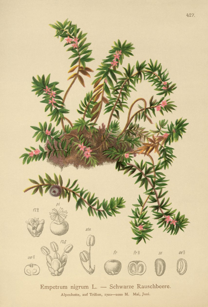 Crowberry (Sempetrum nigra) od German School