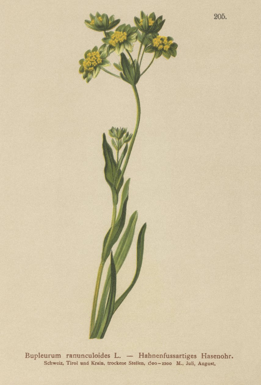 Zaječí ucho vraní (Bupleurum ranunculoides) od German School