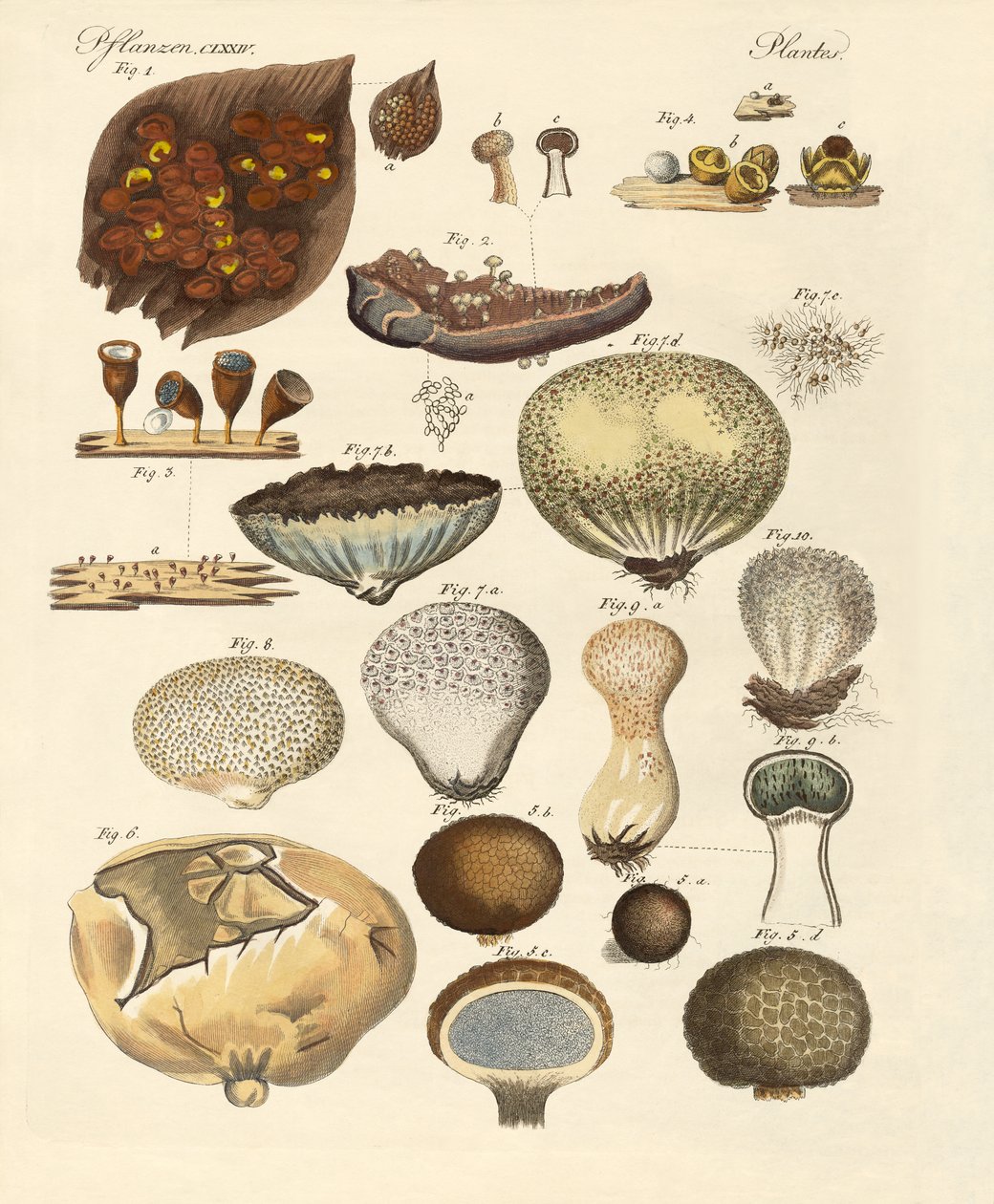 Kryptogramy rostlin (barevné rytí) od German School