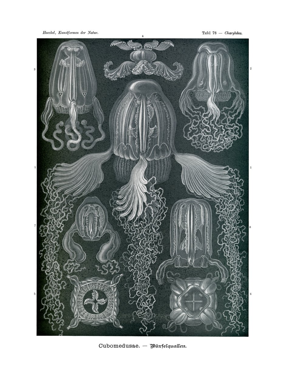 Cubomedusae, 1899-1904 od German School