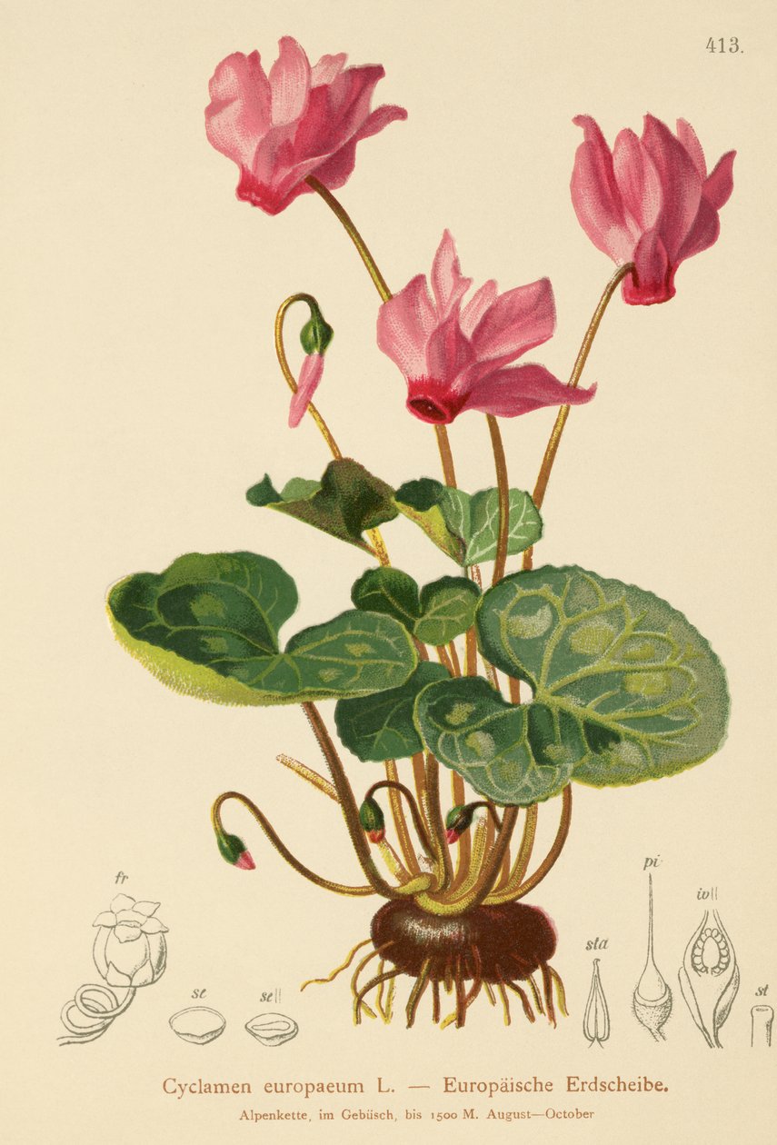 Cyclamen (Cyclamen europaeum) od German School