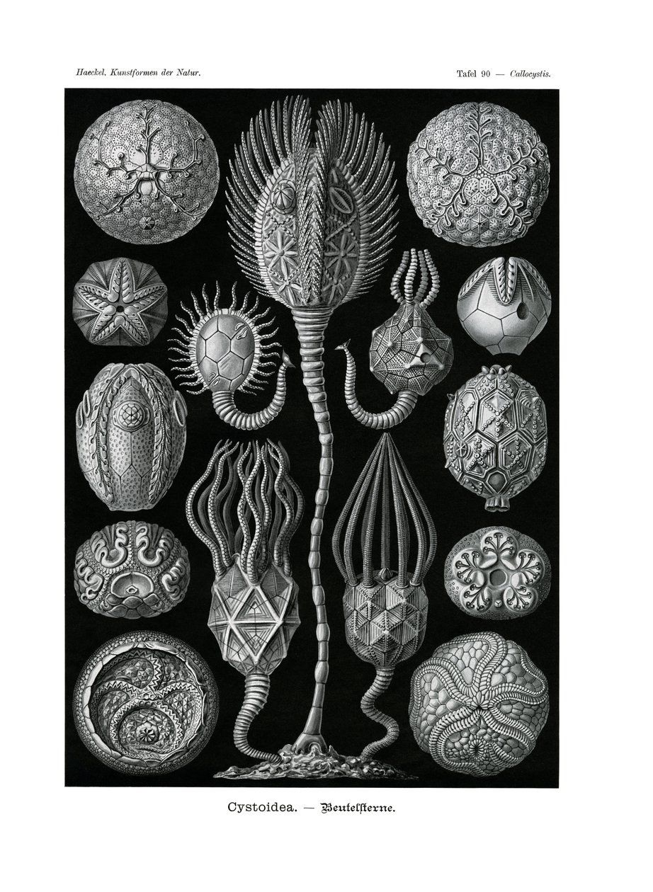 Cystoidea, 1899-1904 od German School