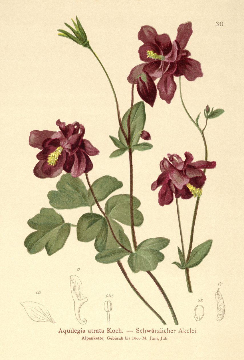 Tmavá kolumbína (Aquilegia atrata) od German School