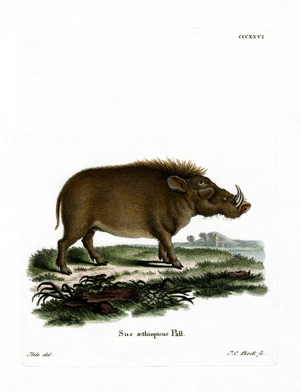 Desert Warthog (barevná rytina) od German School