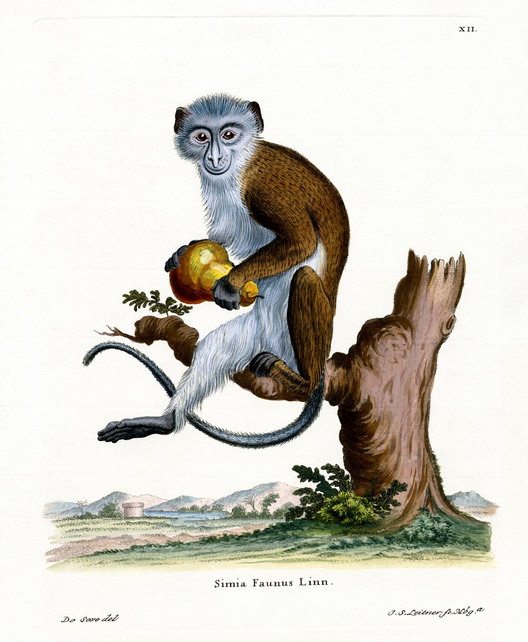 Diana Monkey (barevná rytina) od German School